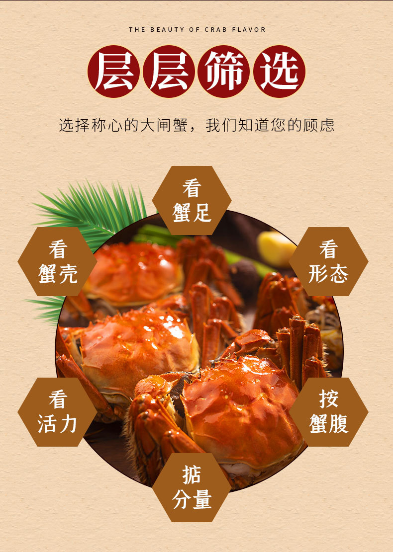 阳澄湖大闸蟹详情_06.jpg