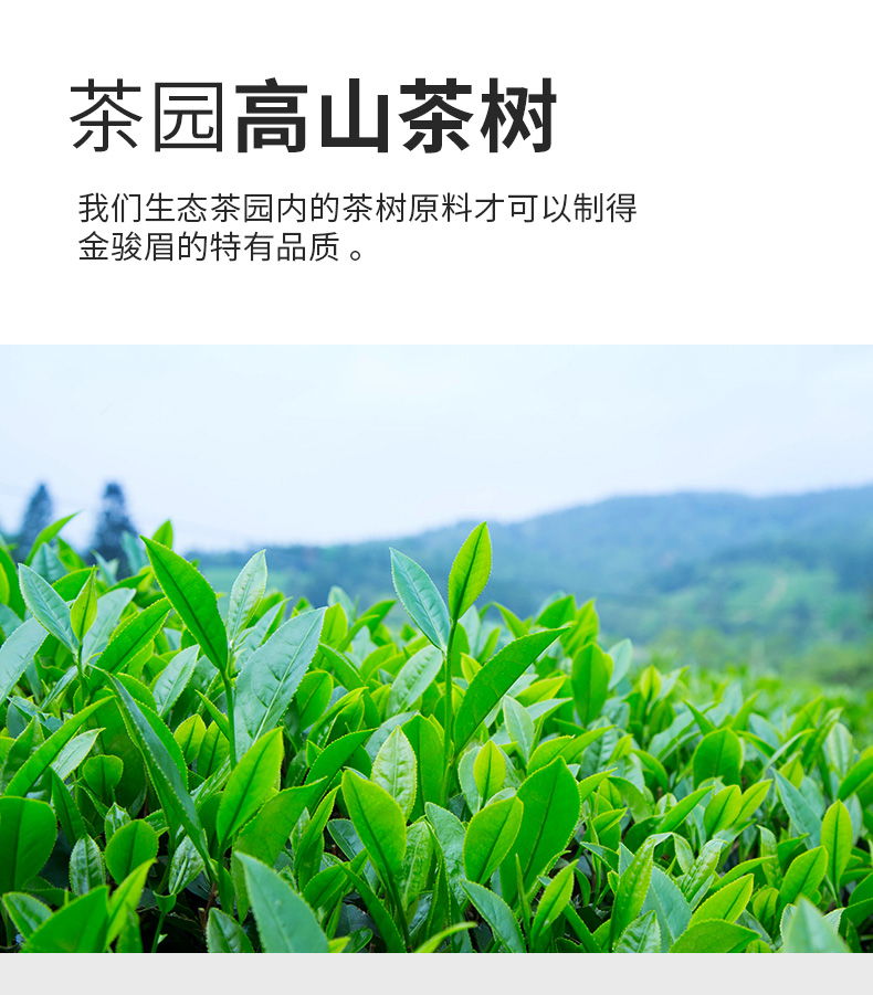 02-金骏眉188_03.jpg