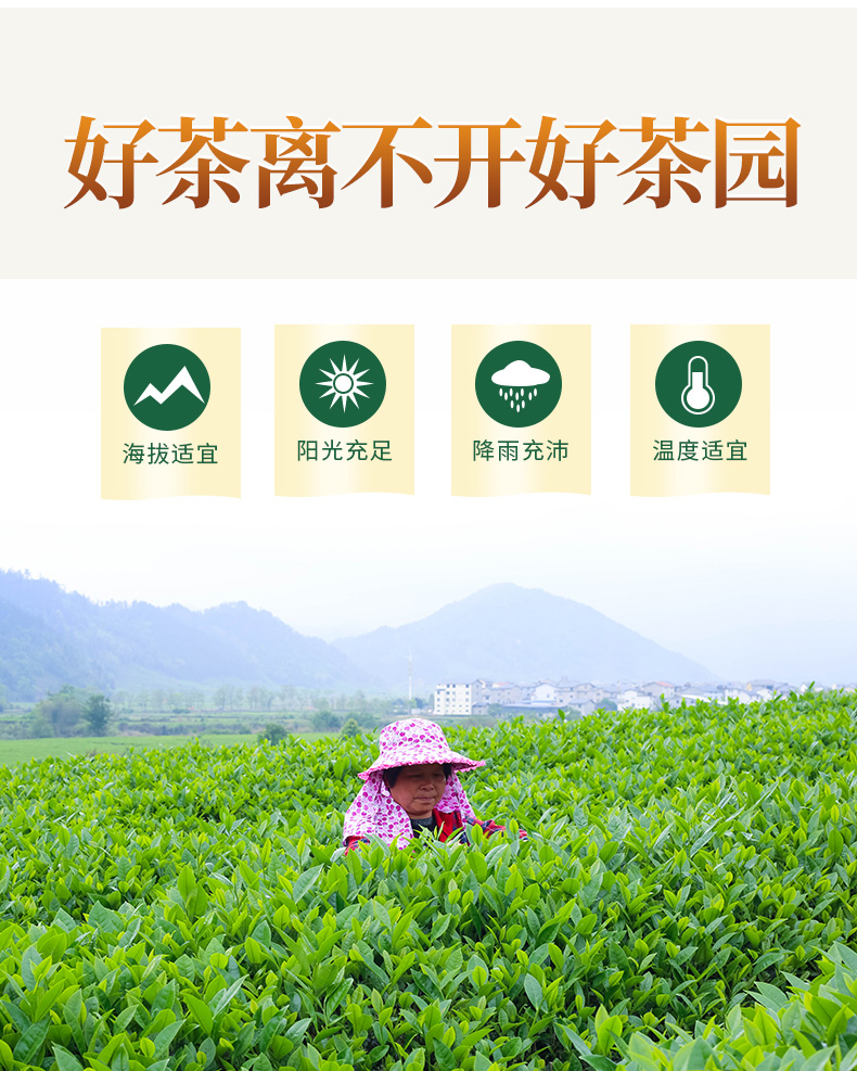 如是铁观音-2_14.jpg