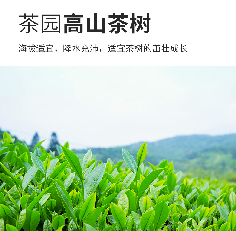 铁观音_04.jpg