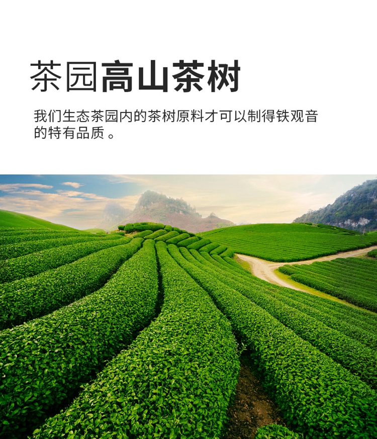 铁观音_03.jpg