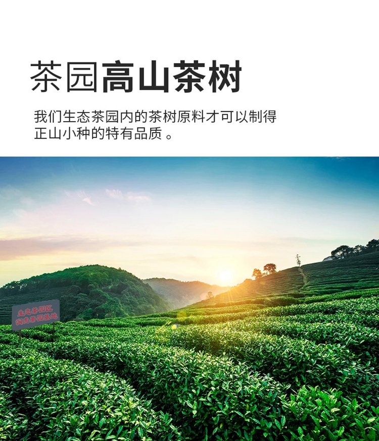 正山小种_03.jpg