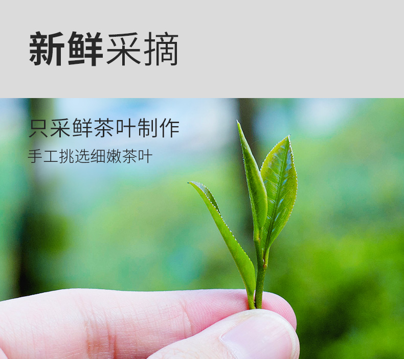 铁观音_02.jpg